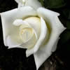 Rosa Branca