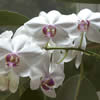 Orquidea Branca